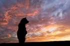 Alaskan brown bear cub silhouetted along Silver Salmon Creek, Lake Clark National Park, Alaska Art Print